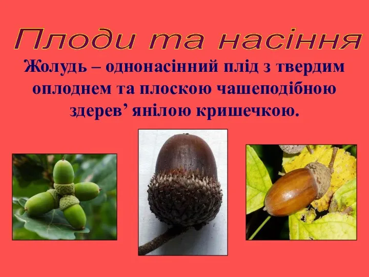 Жолудь – однонасінний плід з твердим оплоднем та плоскою чашеподібною здерев’ янілою кришечкою. Плоди та насіння