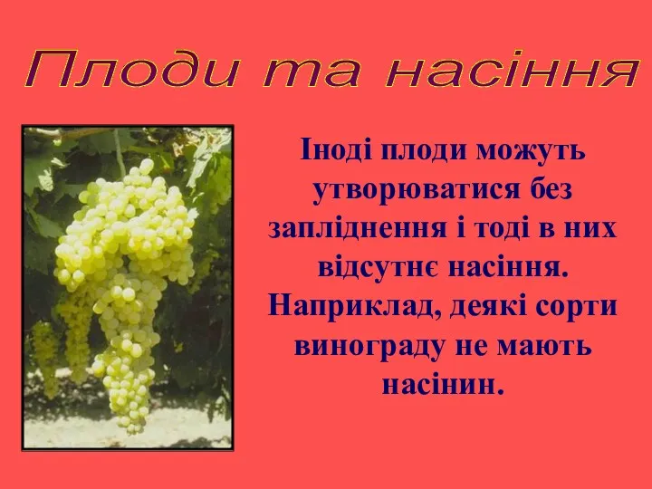 Плоди та насіння Іноді плоди можуть утворюватися без запліднення і