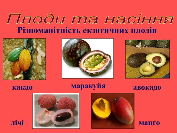 Плоди та насіння Різноманітність екзотичних плодів авокадо какао манго маракуйя лічі