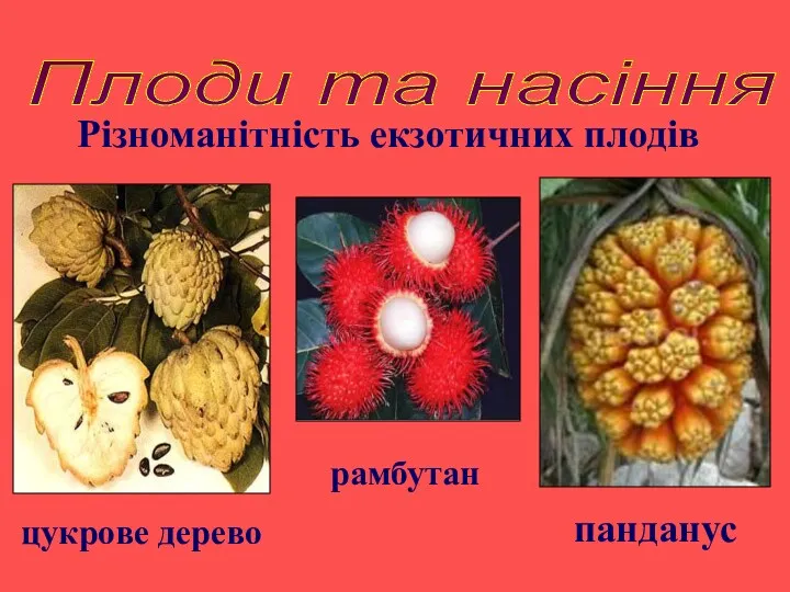 Плоди та насіння Різноманітність екзотичних плодів панданус цукрове дерево рамбутан