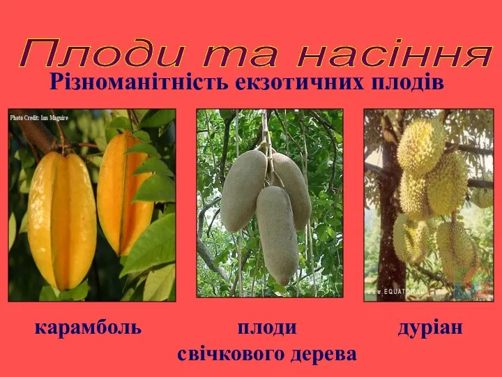 карамболь плоди свічкового дерева Різноманітність екзотичних плодів Плоди та насіння дуріан