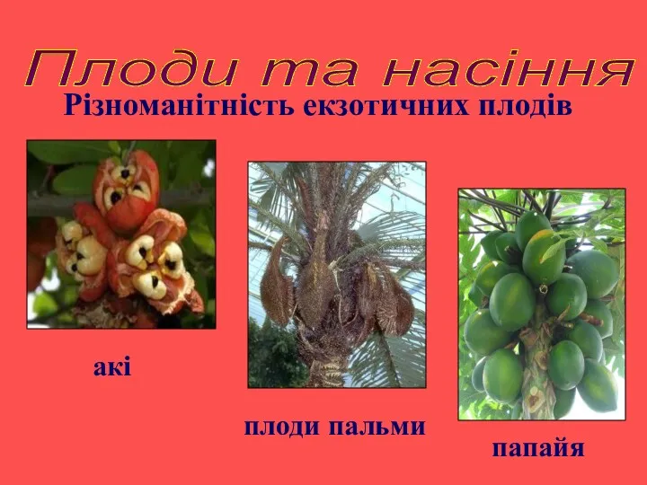 Плоди та насіння Різноманітність екзотичних плодів папайя плоди пальми акі