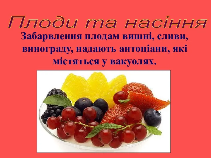 Плоди та насіння Забарвлення плодам вишні, сливи, винограду, надають антоціани, які містяться у вакуолях.
