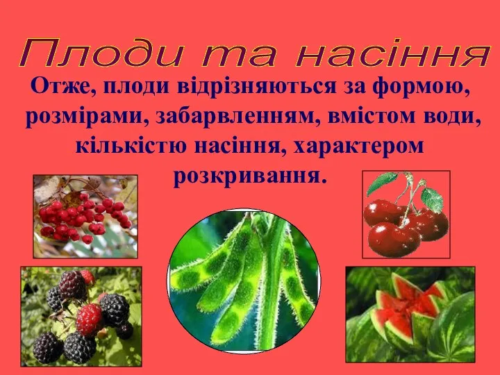 Плоди та насіння Отже, плоди відрізняються за формою, розмірами, забарвленням, вмістом води, кількістю насіння, характером розкривання.