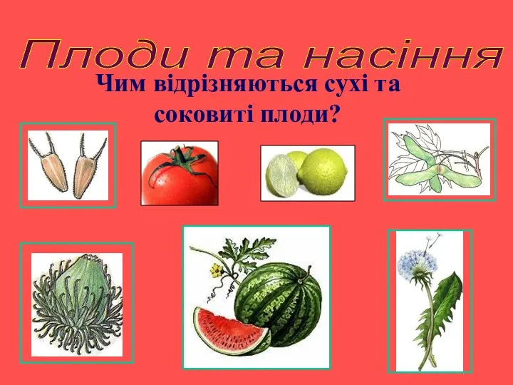 Плоди та насіння Чим відрізняються сухі та соковиті плоди?