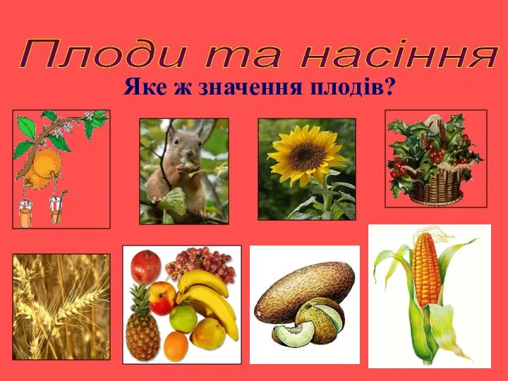 Плоди та насіння Яке ж значення плодів?