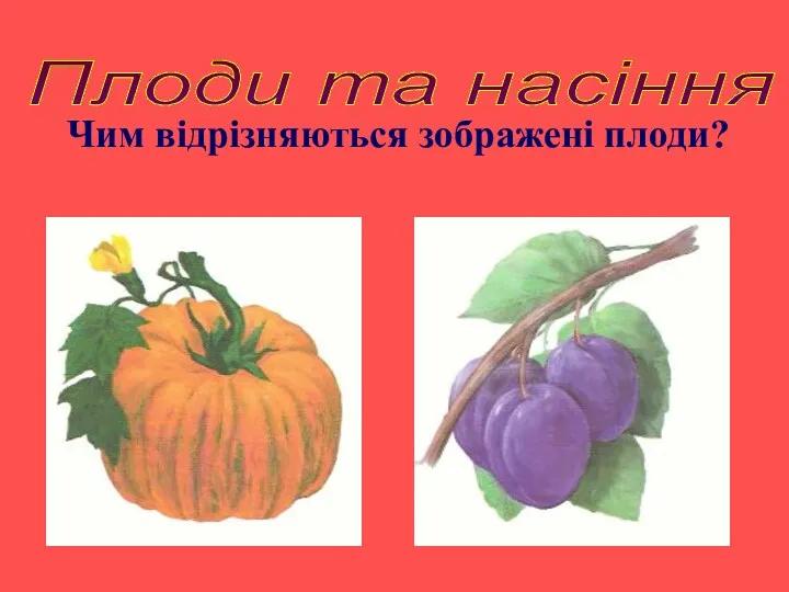 Плоди та насіння Чим відрізняються зображені плоди?