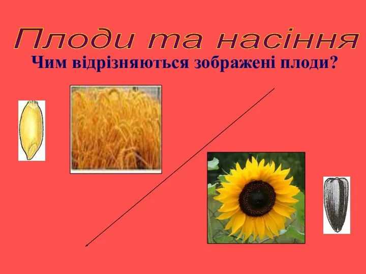 Плоди та насіння Чим відрізняються зображені плоди?