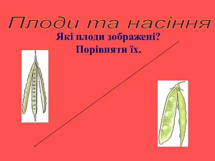 Плоди та насіння Які плоди зображені? Порівняти їх.