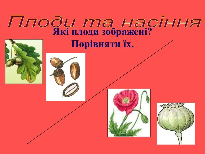 Плоди та насіння Які плоди зображені? Порівняти їх.