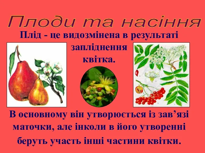 Плід - це видозмінена в результаті запліднення квітка. В основному