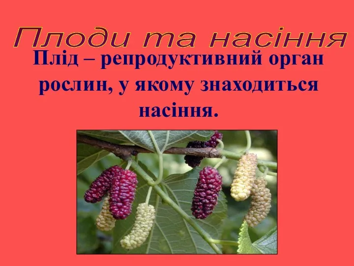 Плід – репродуктивний орган рослин, у якому знаходиться насіння. Плоди та насіння