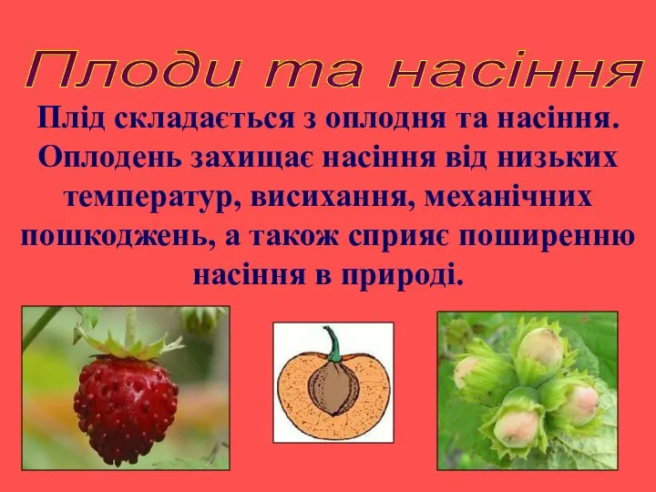 Плоди та насіння Плід складається з оплодня та насіння. Оплодень