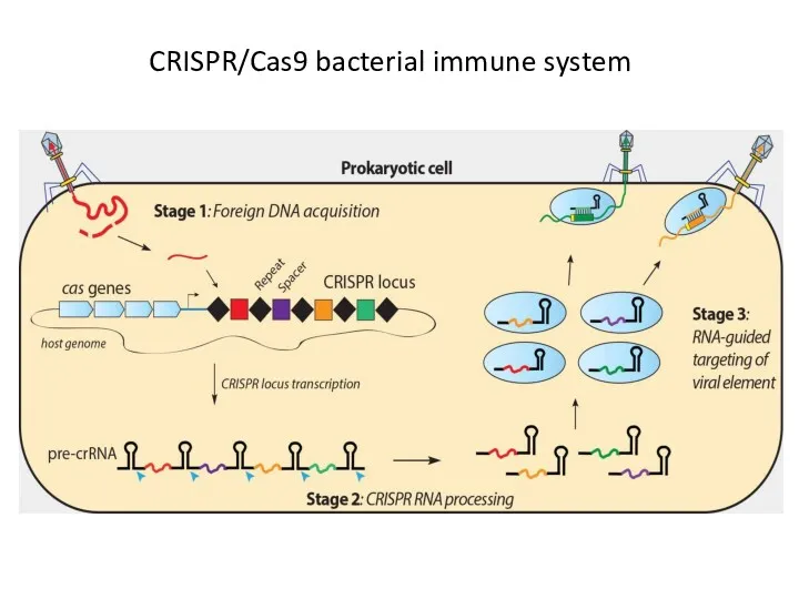 CRISPR/Cas9 bacterial immune system