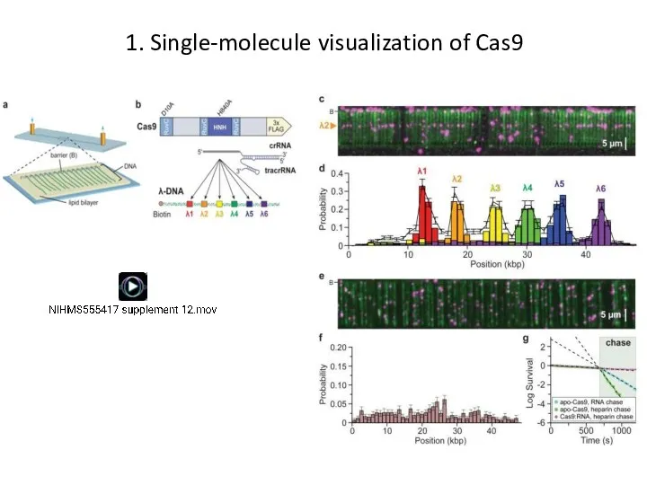 1. Single-molecule visualization of Cas9