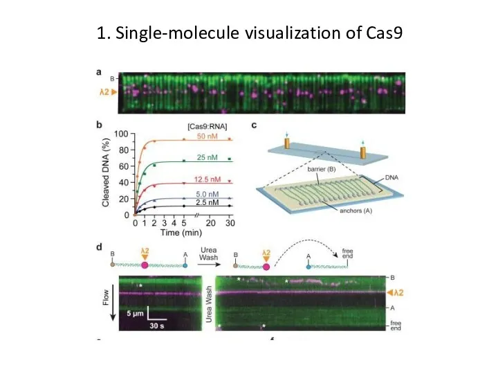 1. Single-molecule visualization of Cas9