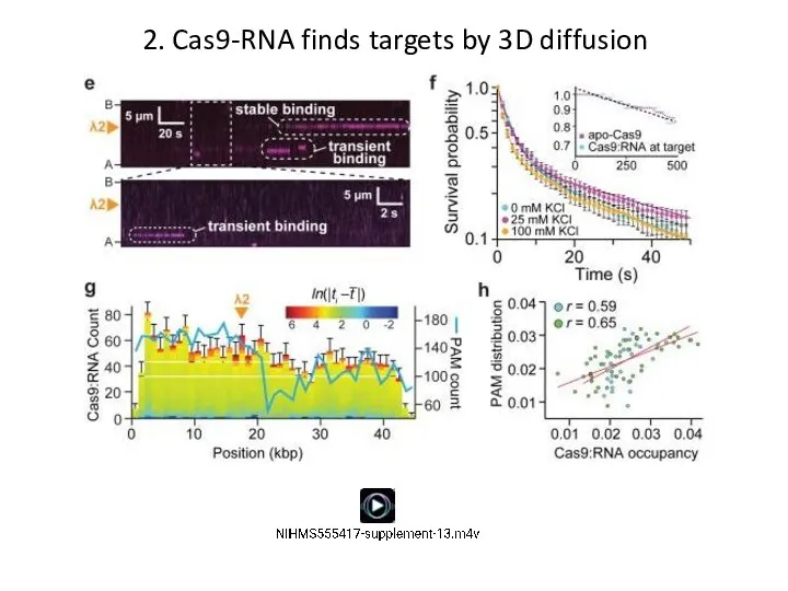 2. Cas9-RNA finds targets by 3D diffusion