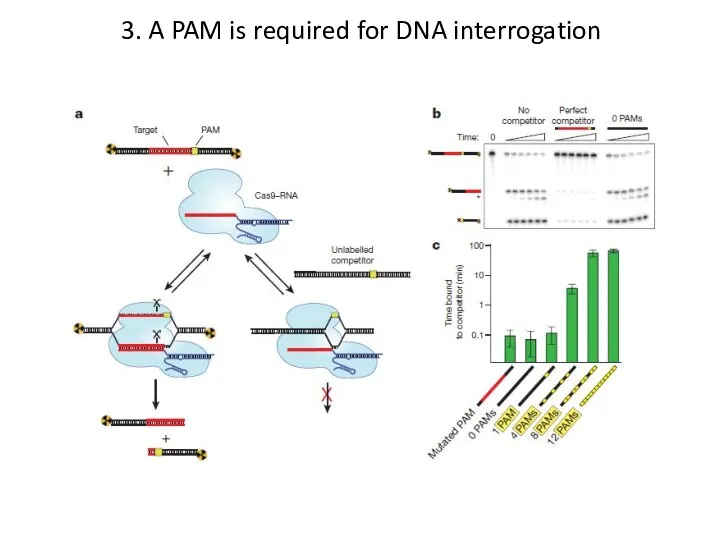 3. A PAM is required for DNA interrogation