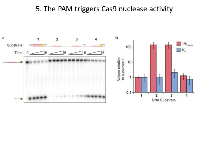 5. The PAM triggers Cas9 nuclease activity