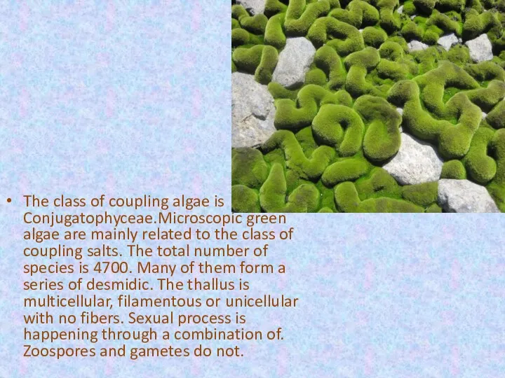 The class of coupling algae is Conjugatophyceae.Microscopic green algae are