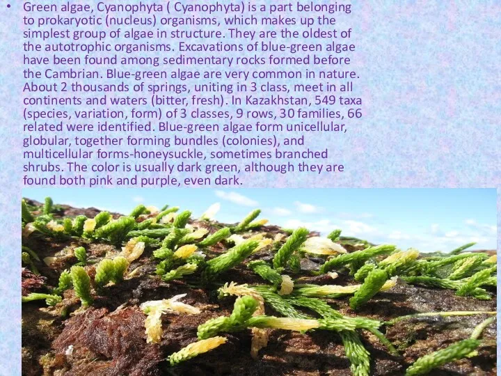 Green algae, Cyanophyta ( Cyanophyta) is a part belonging to