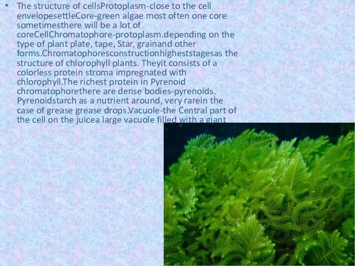 The structure of cellsProtoplasm-close to the cell envelopesettleCore-green algae most