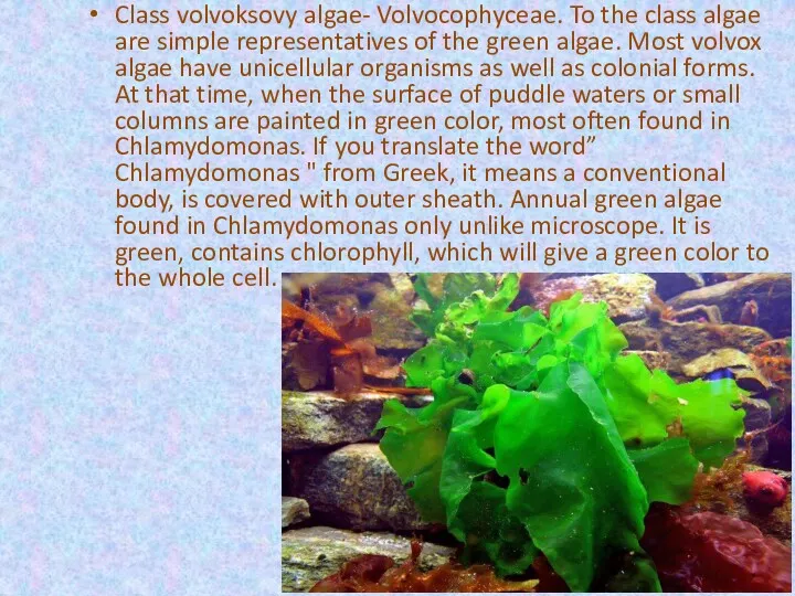 Class volvoksovy algae- Volvocophyceae. To the class algae are simple