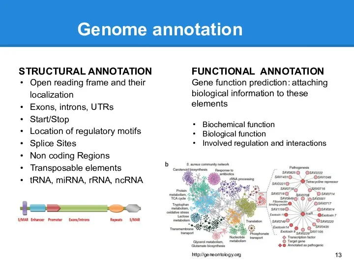 Genome annotation STRUCTURAL ANNOTATION Open reading frame and their localization