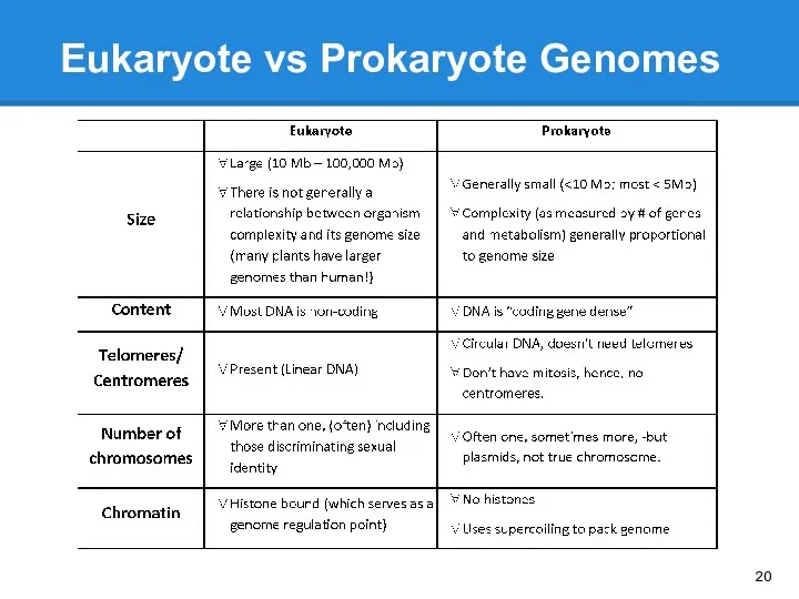 Eukaryote vs Prokaryote Genomes