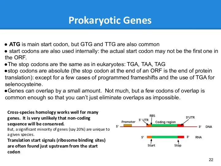 Prokaryotic Genes ATG is main start codon, but GTG and