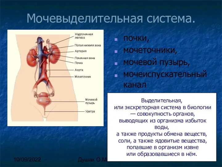 10/09/2022 Душак О.М. Мочевыделительная система. почки, мочеточники, мочевой пузырь, мочеиспускательный