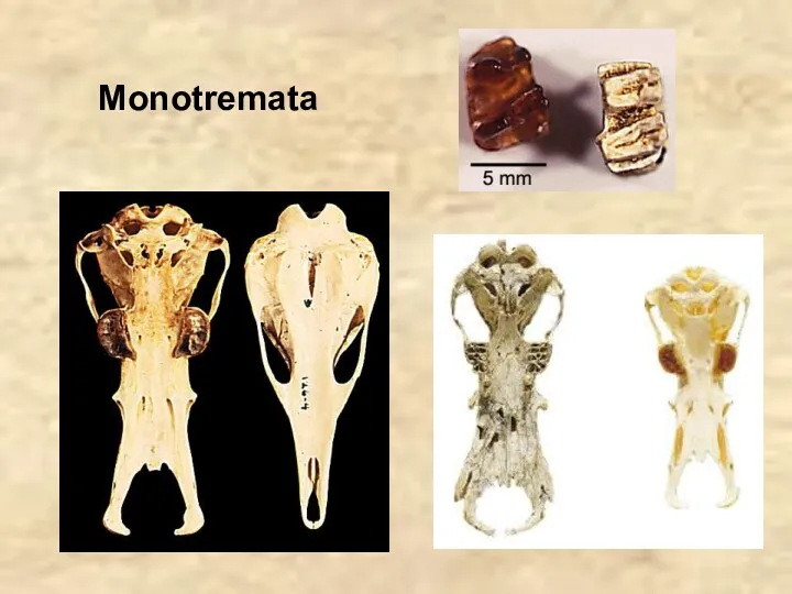 Monotremata