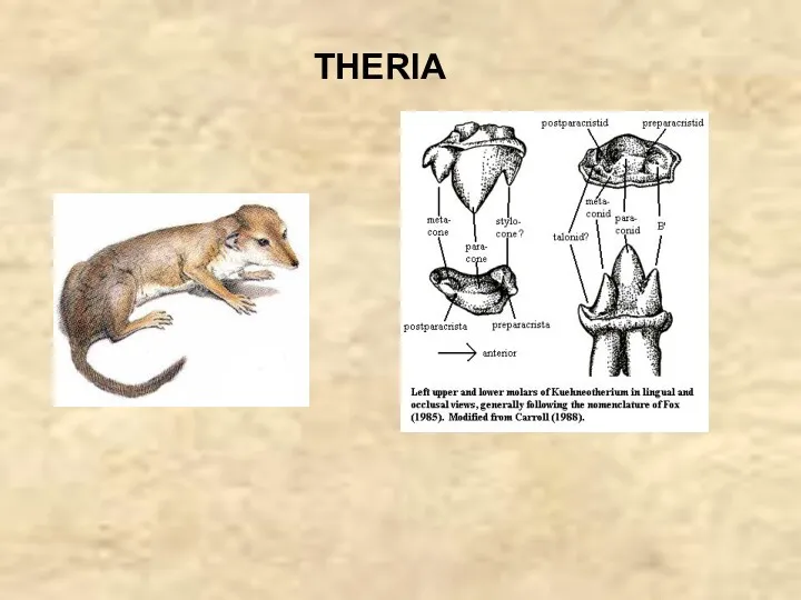 THERIA