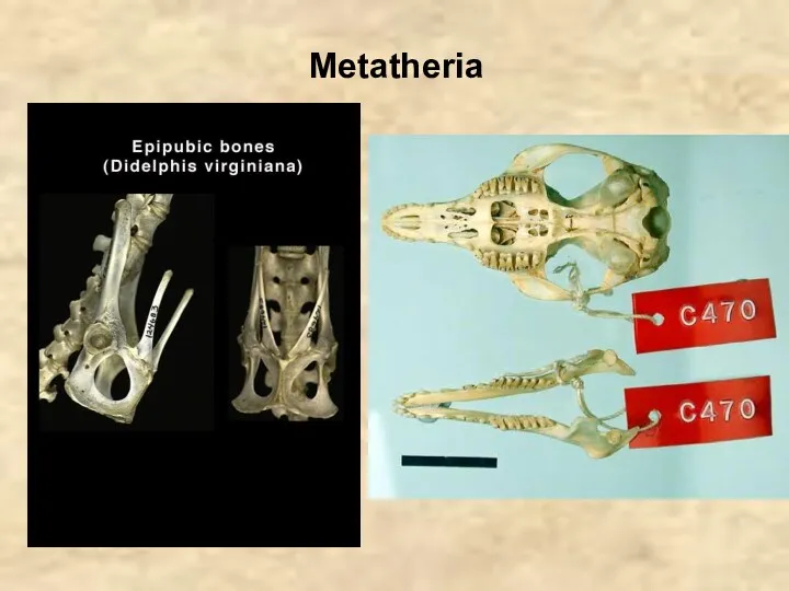 Metatheria