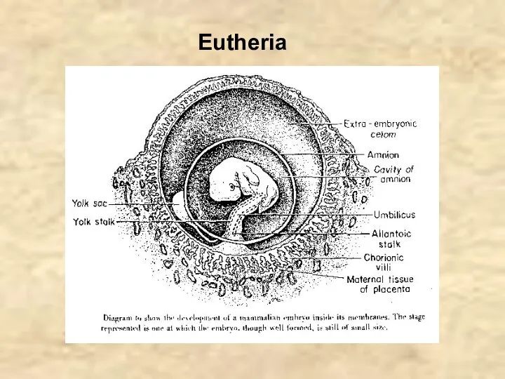 Eutheria