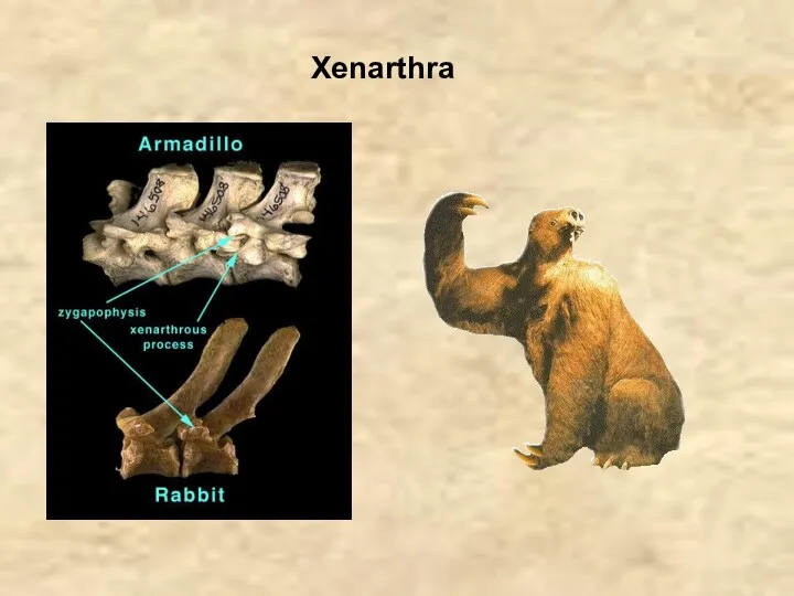 Xenarthra