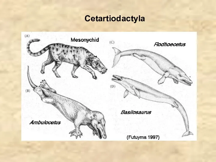 Cetartiodactyla