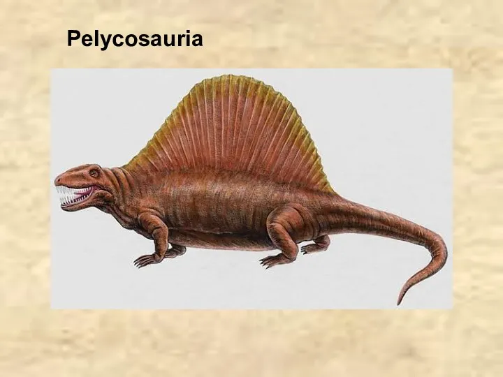 Pelycosauria