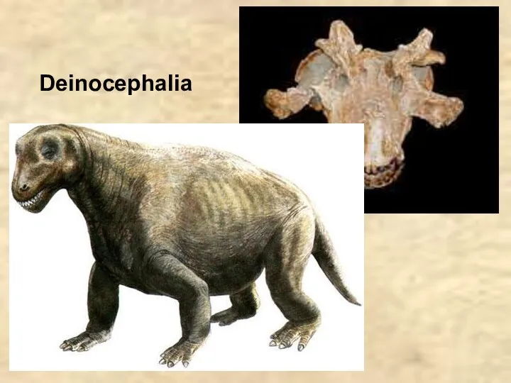 Deinocephalia