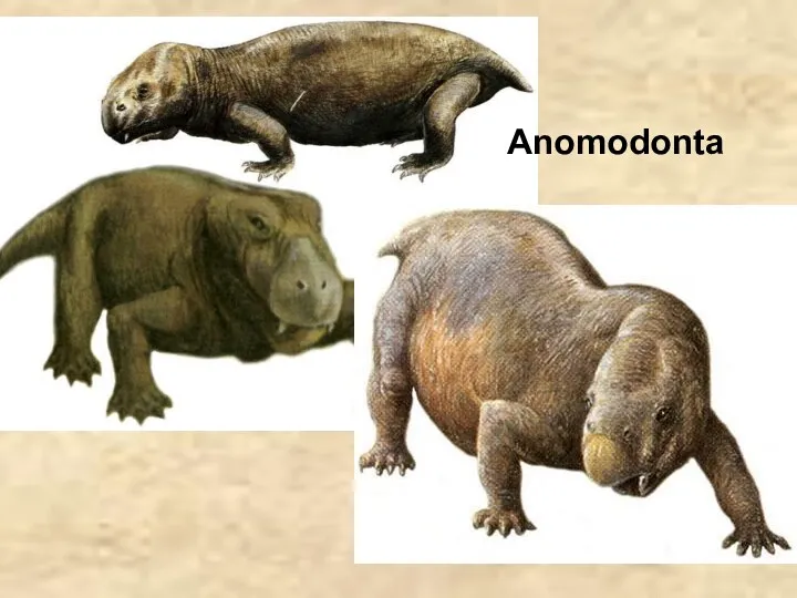 Anomodonta