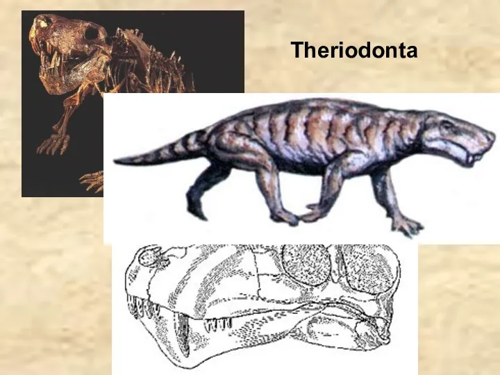 Theriodonta