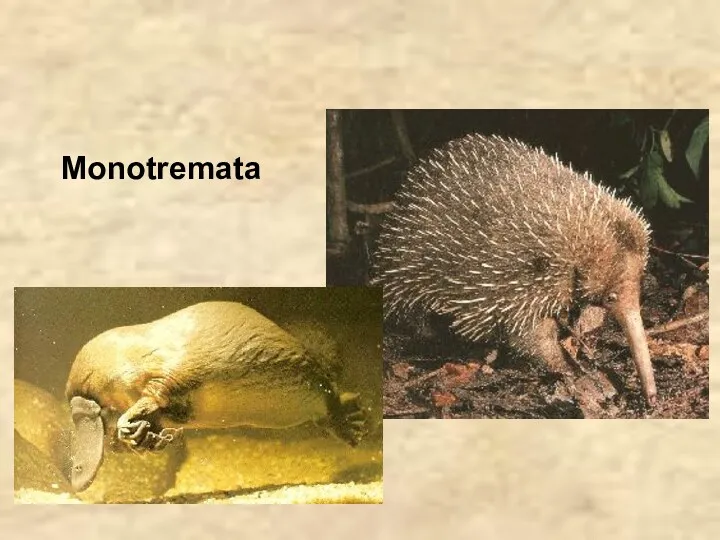 Monotremata