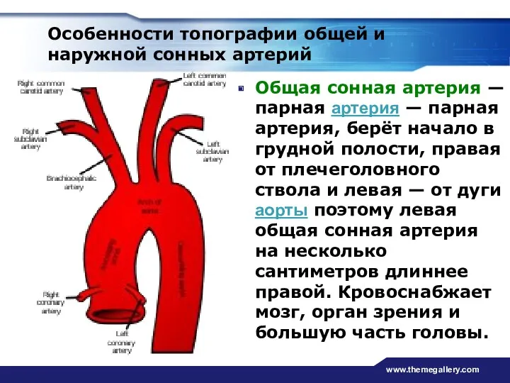 www.themegallery.com Особенности топографии общей и наружной сонных артерий Общая сонная