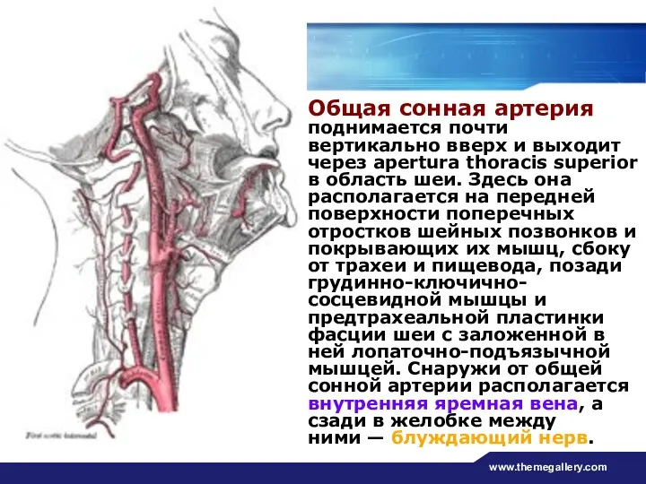 www.themegallery.com Общая сонная артерия поднимается почти вертикально вверх и выходит