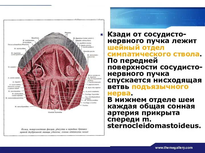 www.themegallery.com Кзади от сосудисто-нервного пучка лежит шейный отдел симпатического ствола.