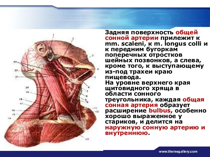 www.themegallery.com Задняя поверхность общей сонной артерии прилежит к mm. scaleni,