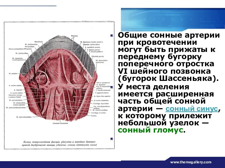 www.themegallery.com Общие сонные артерии при кровотечении могут быть прижаты к