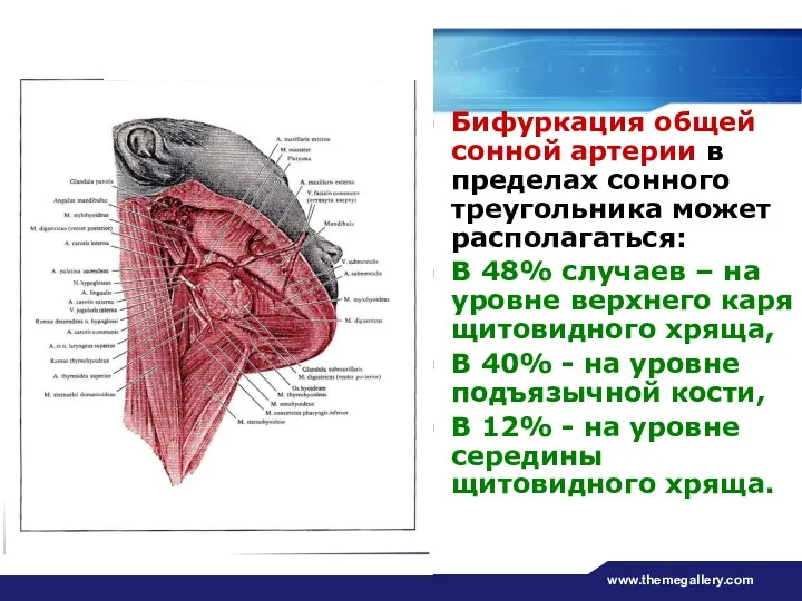 www.themegallery.com Бифуркация общей сонной артерии в пределах сонного треугольника может