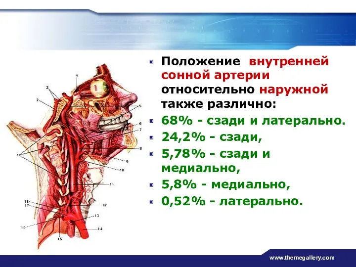 www.themegallery.com Положение внутренней сонной артерии относительно наружной также различно: 68%