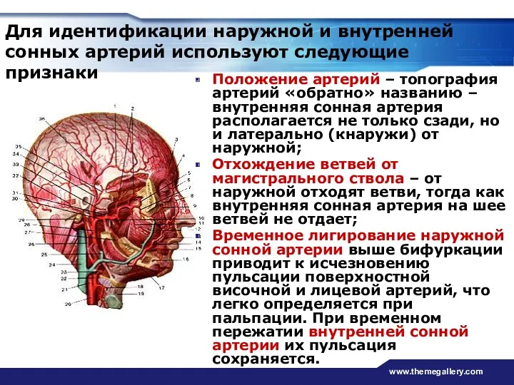 www.themegallery.com Положение артерий – топография артерий «обратно» названию – внутренняя